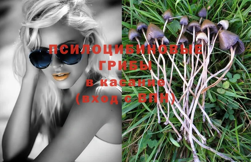 Галлюциногенные грибы Psilocybe  MEGA зеркало  Петушки 